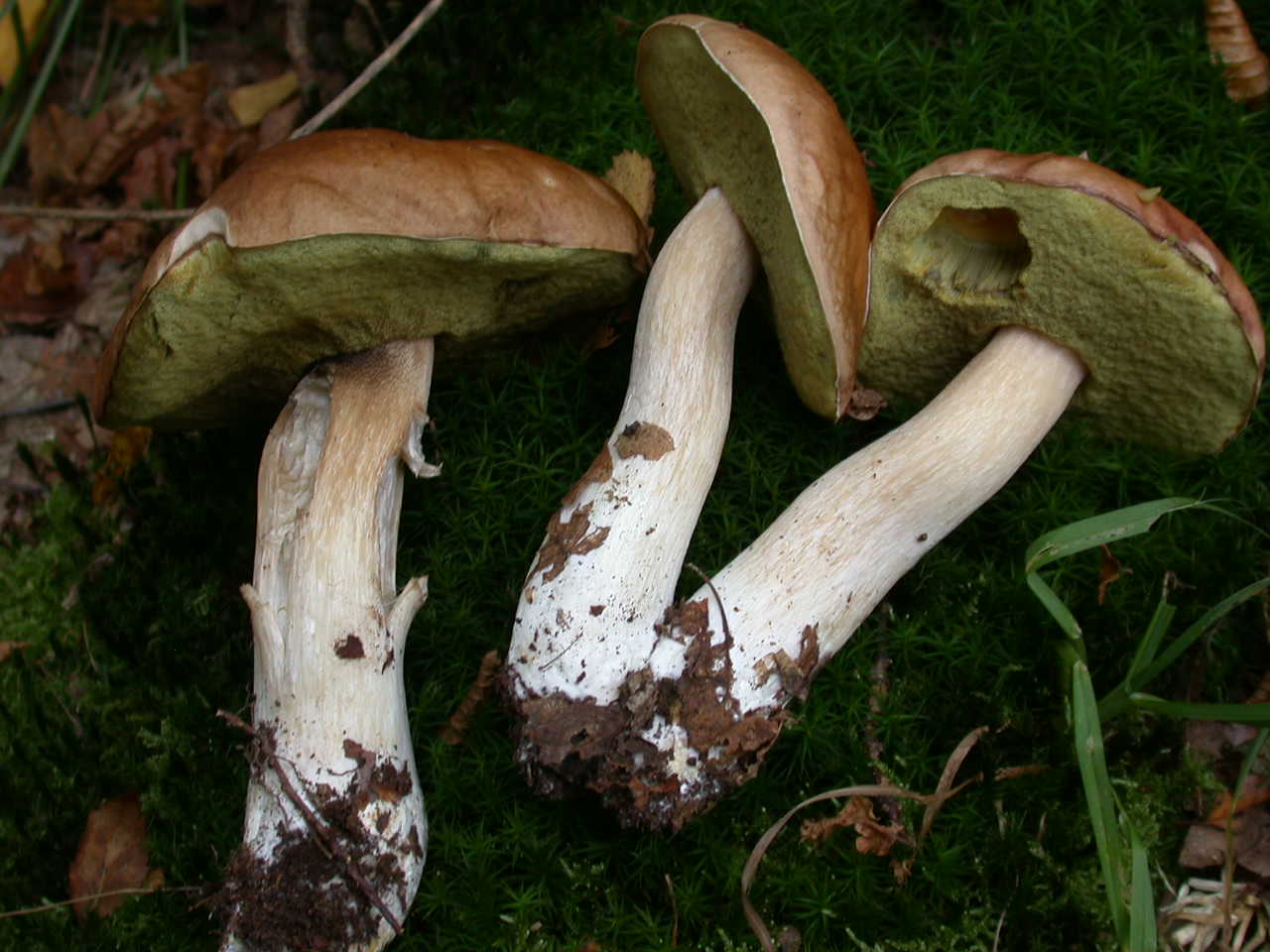 Funghi colorati ...oggi